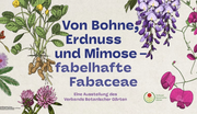 Von Bohne, Erdnuss und Mimose – fabelhafte Fabaceae