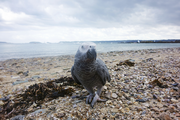 Karl am Strand