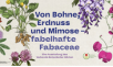 Von Bohne, Erdnuss und Mimose – fabelhafte Fabaceae